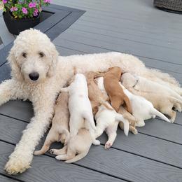 Goldendoodles from Fisher Pups-Stay Golden with a Doodle