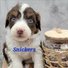 Snickers - Brown and white male Aussiedoodle puppy in Boonville, North Carolina from Branch Creek kennels
