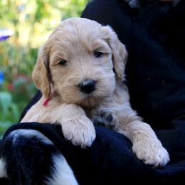 Goldendoodle Puppies from Bee At Ease Farm & Kennel