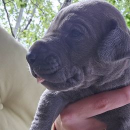 Great Dane Puppies from Harrison Danes