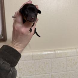 Boy 2 - Black and cream male Dachshund puppy in Rising Star, Texas from Boring Weenies