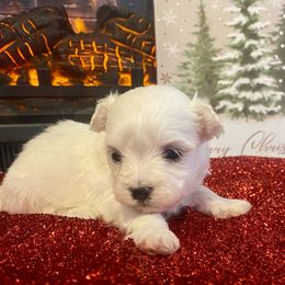 Aspen - White male Maltese puppy in Polo, Missouri from Purely Maltese