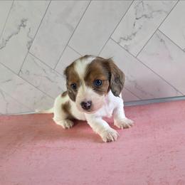Girl 2 - Piebald female Dachshund puppy in Fallon, Nevada from Butterbean Dachshunds