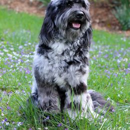 Sunny - Goldendoodle