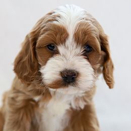 Cockapoo Puppies from Dana's Domain Cockapoos