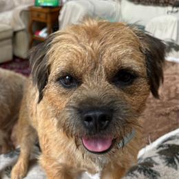 Bruce - Grizzle and tan male Border Terrier puppy in Hopkinton, Rhode Island from Small Wonders