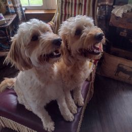 Goldendoodle All Grown Up from Dogwalk Doodles