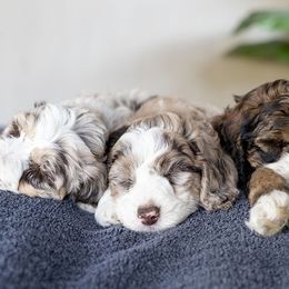 Bernedoodle Puppies from G Rock Doodles