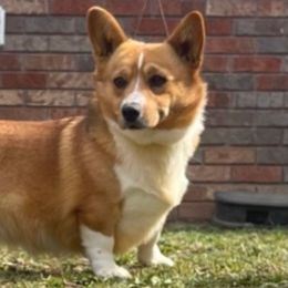 American Corgis from DW Farms