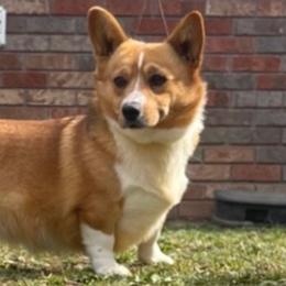 American Corgis from DW Farms