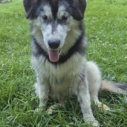 Light green collar girl - Black and white female Alaskan Malamute puppy in Grayson County, Virginia from River Bend Malamutes