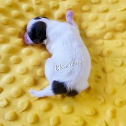 Princeton - Cream sable parti male Pomeranian puppy in Ponca City, Oklahoma from Bliss Acres Farm