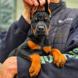Girl 1 - Black and rust female Doberman Pinscher puppy in China Township, Michigan from Snell's Superior Kennel Dobermann & GSP