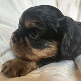 Cavalier King Charles Spaniel Puppies from Primrose Cavaliers