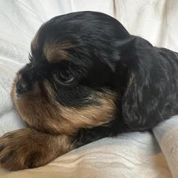 Cavalier King Charles Spaniel Puppies from Primrose Cavaliers