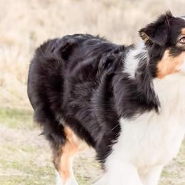 Australian Shepherds from Tallac Australian Shepherds