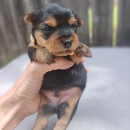 Mr. Yellow - Black and tan male Yorkshire Terrier puppy in Woodway, Texas from The Yorkie Empire