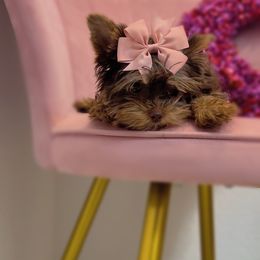 Yorkshire Terrier Puppies from Enchanted Yorkies