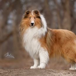 Expo - Collie