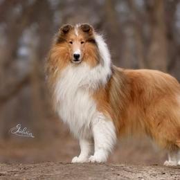 Expo - Collie