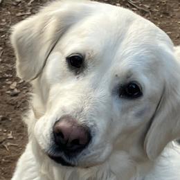 Golden Retriever puppies from Goldens Retreat