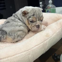 Bulldog Puppies from Bullevardier Bulldogs