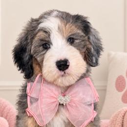 Zena - Tri-color female Bernedoodle puppy in Yuciapa, California from AlltheDoodlez_