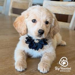 Storm - White female Companion Cross puppy in Utah County, Utah from Big Hearted Breeders
