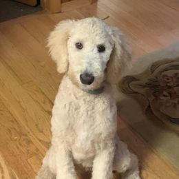 Ivy - Goldendoodle