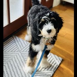 Bernedoodle, Goldendoodle, Poodle, and Sheepadoodle Puppies from Kerr Kanine Ranch