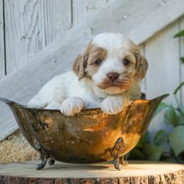 Cockapoo puppies from Sweet Home Doodles