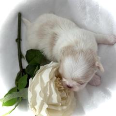 Tsubaki - Lemon and white female Japanese Chin puppy in Davisville, Missouri from Uniquely Yours, Shelly’s Japanese Chins