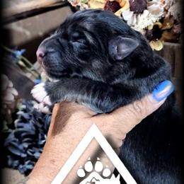 Moxie - Black and tan female German Shepherd puppy in Sequim, Washington from German Shepherd Haus