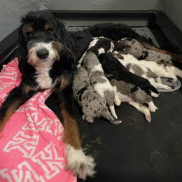 Bernedoodle, Cockapoo, and Goldendoodle Puppies from Avery Doodle Day LLC