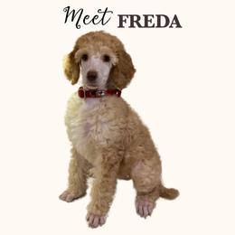 FREDA - Apricot female Poodle puppy in Charlo, Montana from Heavenly Hilltop Farm