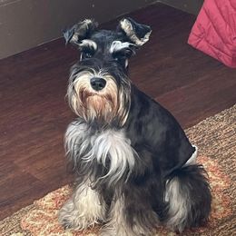 Molly - Miniature Schnauzer