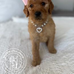 Girl 3 - Red  female Goldendoodle puppy in Fayetteville, Arkansas from Silver Hill Farm