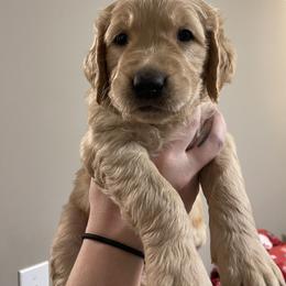 Golden Retriever Puppies from O’Shields Golden Paws