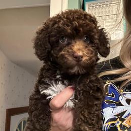 Lexi - Brown female Poodle puppy in Warren, Michigan from Annette Patterson