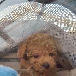 Aussiedoodle, Poodle, and Toy Australian Shepherd Puppies from Heartland Ranch
