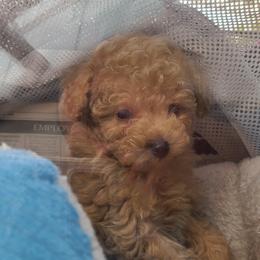 Aussiedoodle, Poodle, and Toy Australian Shepherd Puppies from Heartland Ranch