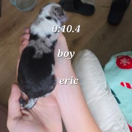 Eric - Blue merle male Miniature Australian Shepherd puppy in Saranac, Michigan from Pure Michigan Mini Aussies