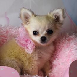 Faith - Cream and white female Chihuahua puppy in Gloucester, Virginia from Charlotte's Web of Chihuahuas