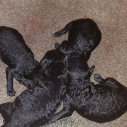 Poodles from Namida Toy Poodles