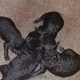 Poodles from Namida Toy Poodles