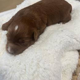 Bailey - Red  female Goldendoodle puppy in Salem, Utah from Karmadoodlee