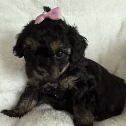 Girl 4 - Black and tan female Cavapoo puppy in Nampa,, Idaho from Clig Doodle Days