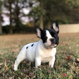 French Bulldog and Nova Scotia Duck Tolling Retriever Puppies from Folklore Den