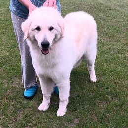 Rigel - White female Kuvasz puppy in North Branch, Michigan from Galaxy Farms