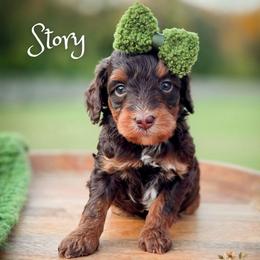 Story - Phantom female Goldendoodle puppy in Cleveland, Tennessee from Edgewater Doodles & Designer Pups